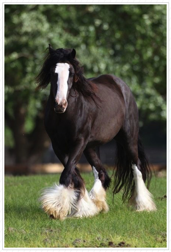 Razzle Dazzle is sold. Razzle Dazzle is sold.